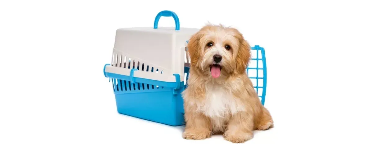 pet_transportation-jpg.webp